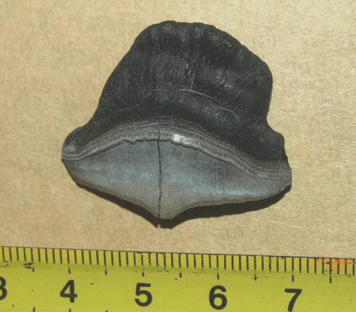 Enorme dente squalo - enorme, di