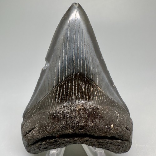 Dente squalo megalodon - dente,