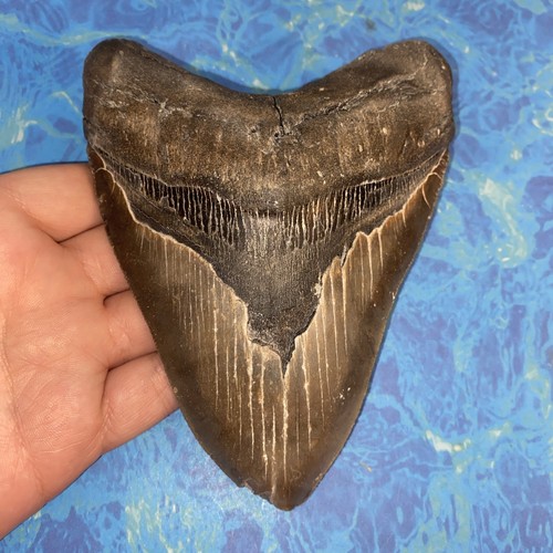 Megalodonte dente squalo - megalodonte, di
