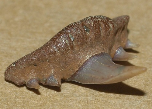 Dente squalo fossile - di,