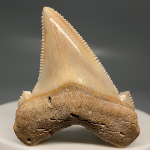 Dente squalo angustidens - dente,