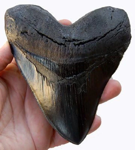 Dente megalodonte pollici - dente,