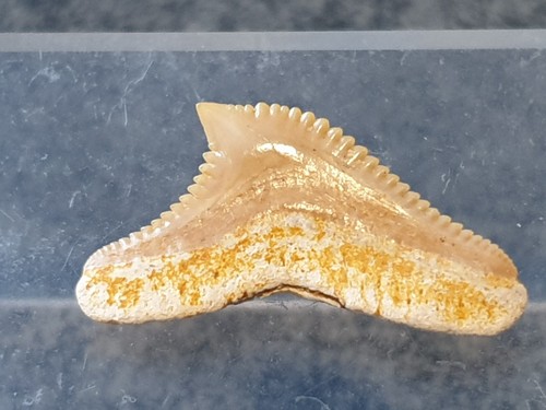 Shark tooth galeocerdo - shark,
