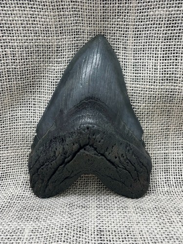 Antico dente squalo - di,