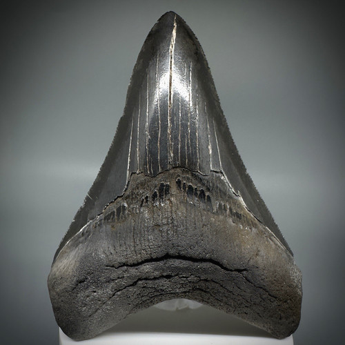 Dente squalo megalodon - dente, di