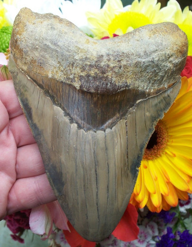 Massive megalodon shark - megalodon,