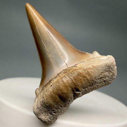 Cuspide bellissimo dente di - dente,