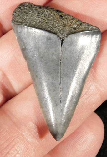 Grande dente fossile - , squalo