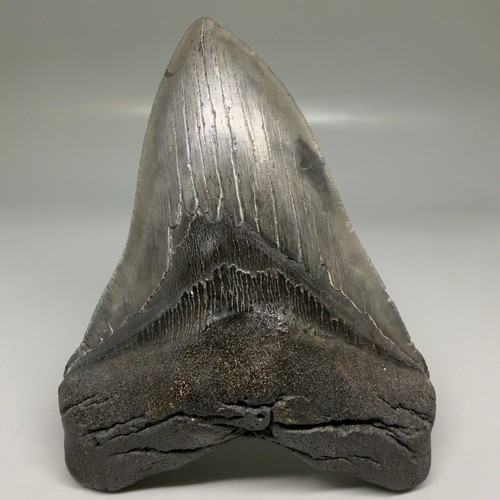 Dente squalo megalodon - dente, di