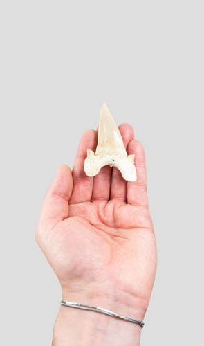 Otodus obliquus shark - obliquus, tooth