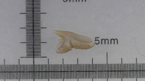 Squalo dente - di,
