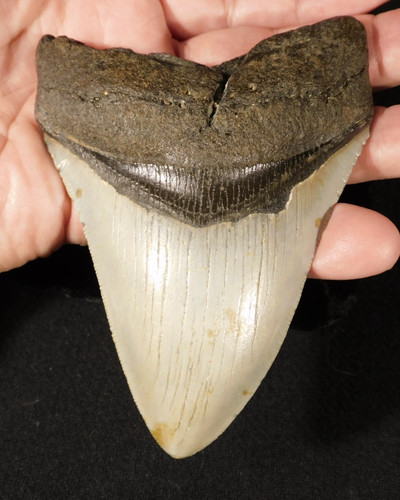 Gigante megalodon seghettato - megalodon,