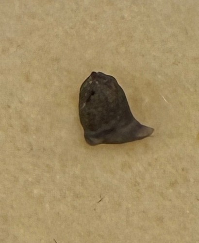 Lotto denti squalo balena - di,