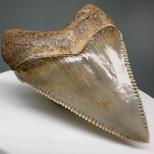 Dente squalo chubutensis - dente,