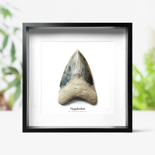 Large inch carcharocles - large,
