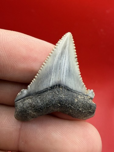 Megalodonte antenato vero - megalodonte,