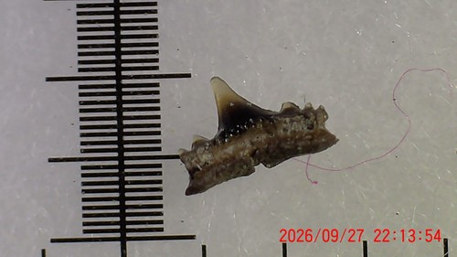 Shark tooth foumtizia - tooth,