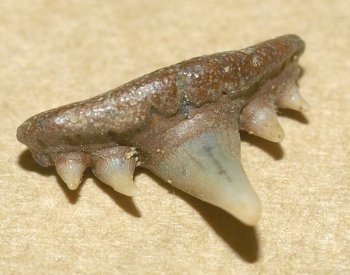 Dente squalo fossile - dente, di