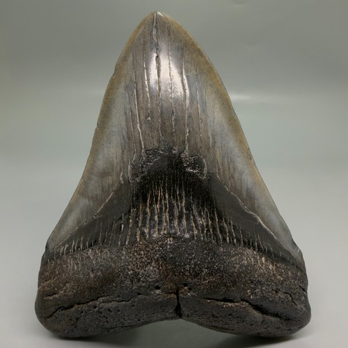 Dente squalo megalodon - di,