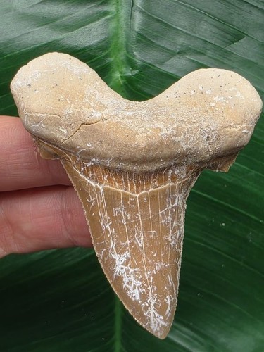 Dente otodus sokolovi - dente,