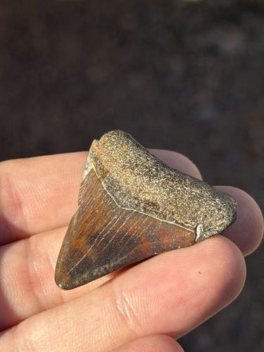 Megalodonte dente squalo - dente, di