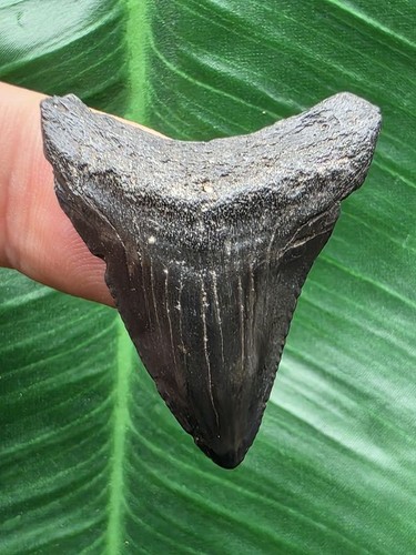 Dente nero del megalodonte - , 3,4