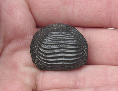 Raro dente fossile - raro,