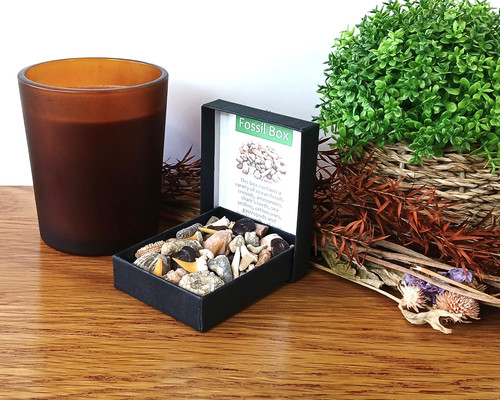 100 genuine fossil box - fossil,