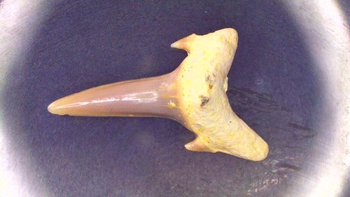 Shark tooth carcharias - shark,