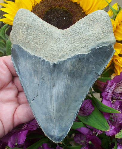 Very rare blue inch - very,