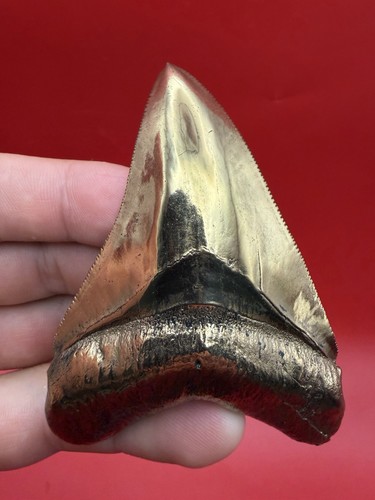 Fusione denti megalodonte - fusione,