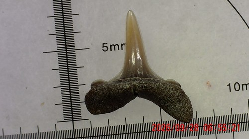 Dente squalo superba - dente,