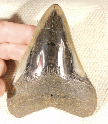 Gigante museum megalodon - gigante!,