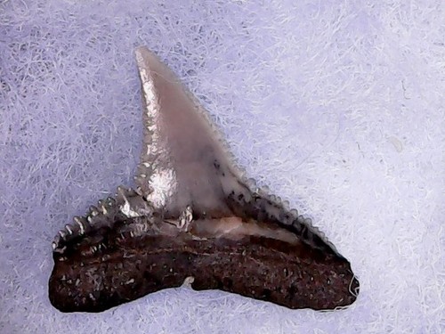 Dente squalo carcharhinus - -,