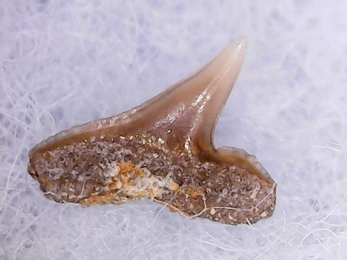 Dente squalo sphyrna - di,