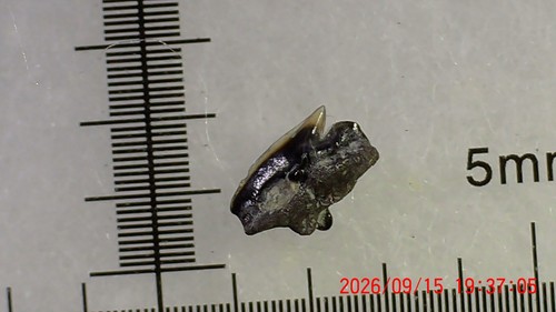 Shark tooth dent requin - -,