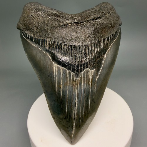 Dente squalo megalodon - dente, di