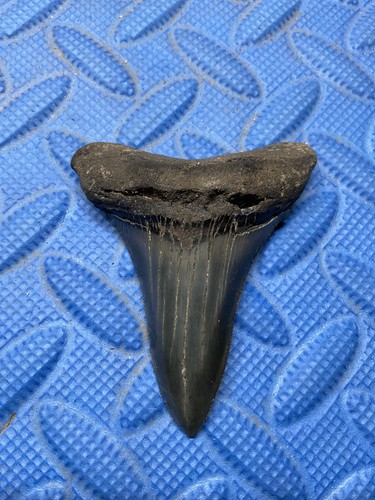 Dente squalo angustidens - dente, di