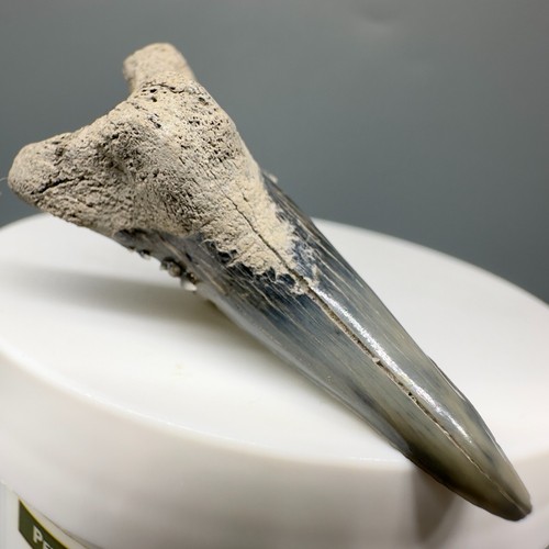 Dente squalo fossile - di,