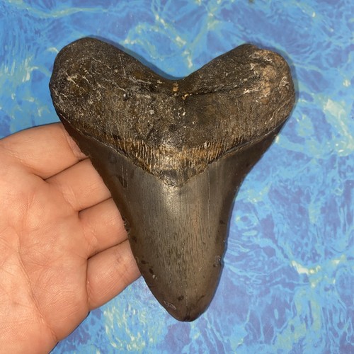 Megalodonte dente squalo - dente,