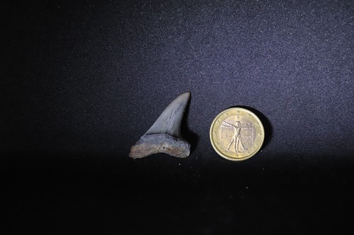 Fossil shark tooth dente - tooth,,