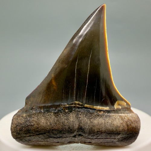 Bellissimo dente squalo - bellissimo,