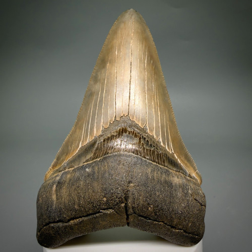 Dente squalo megalodon - dente, di