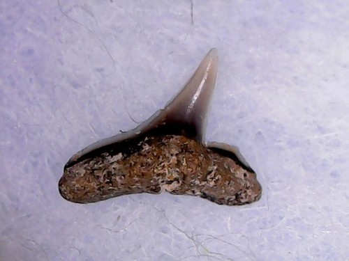 Shark tooth sphyrna - shark,