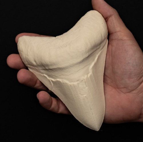 Megalodon tooth replica fossil - tooth,