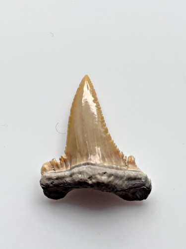 Large palaeocarcharodon shark - large,