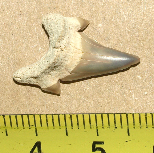 Dwardius siversoni dente di - siversoni,,