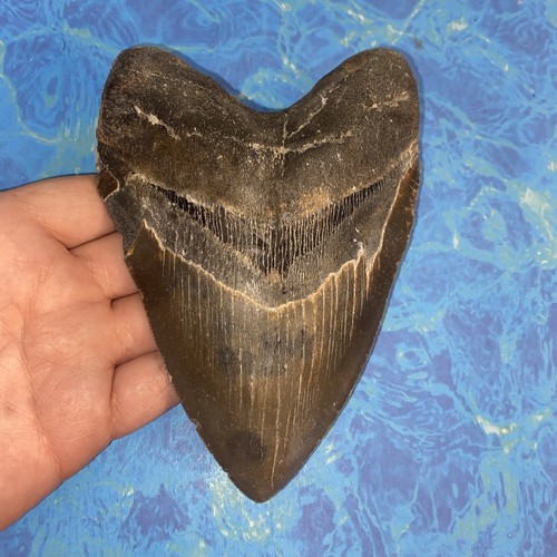 Megalodonte dente squalo - dente,