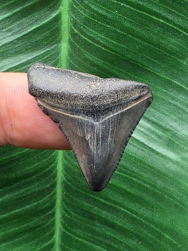 Dente blu del megalodonte 9 - del,