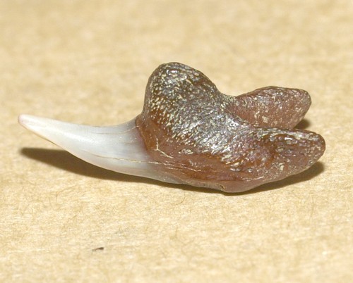 Dente squalo leptostyrax - dente,